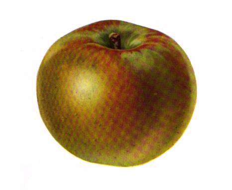 File:Rhode Island Greening Apple.jpg