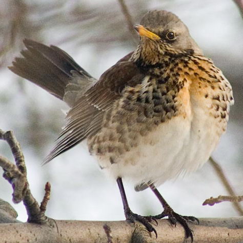 File:Turdus pilaris2.jpg