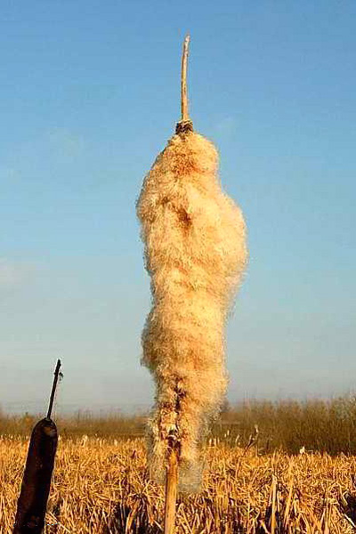 Файл:Typha latifolia AS 071105.jpg