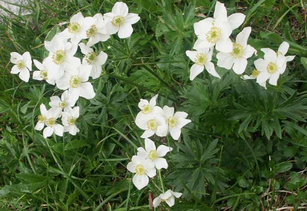 Archivo:Anemone narcissifolia.jpg