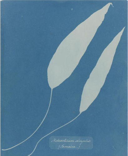 File:Anna Atkins - Achrosticum Simplex, Jamaica.jpg