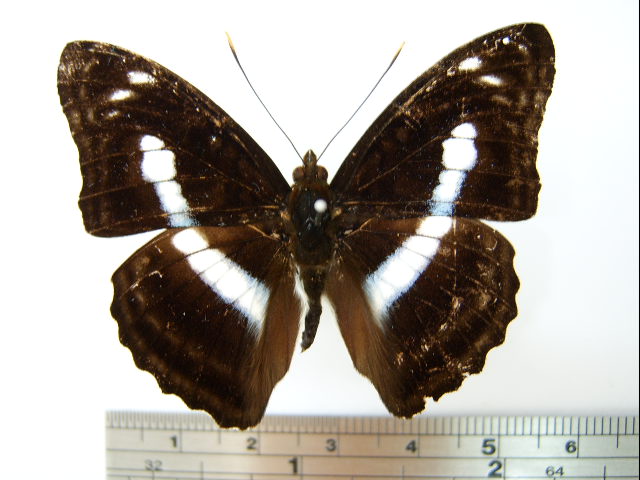 File:Athyma selenophora laela01.JPG