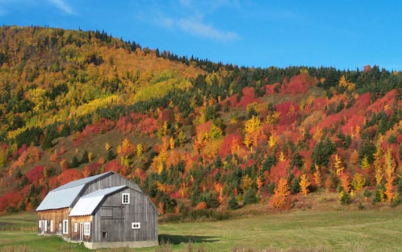 File:Automne-manche d'épée 592K -2.jpg