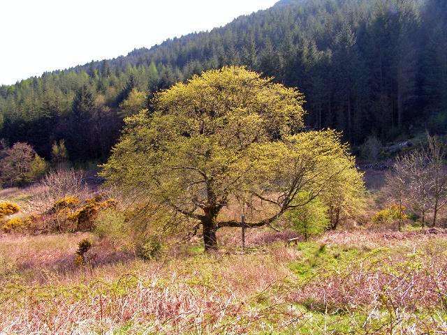 File:Wych Elm in Bloom - geograph.org.uk - 1277831.jpg