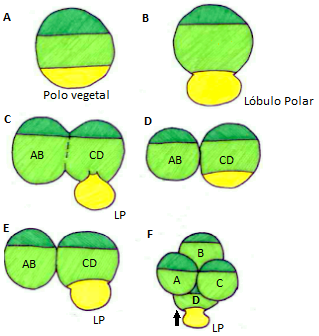 Archivo:Formación y reabsorción lóbulo polar.png