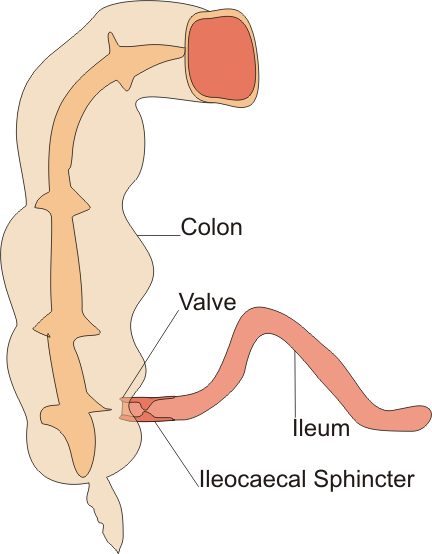 File:Ileocaecal sphincter.png