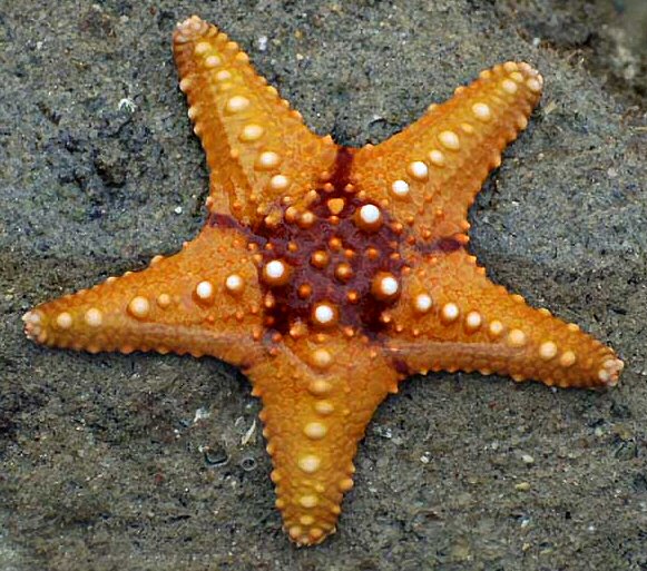 Файл:Starfish 02 (paulshaffner) cropped.jpg