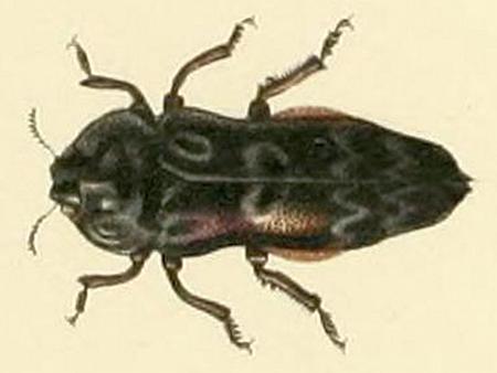 Файл:Toxoscelus undatus.jpg