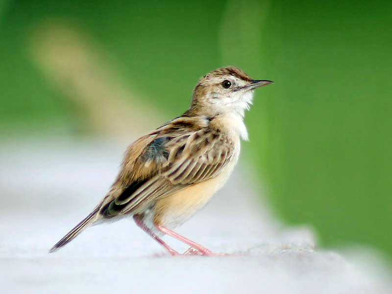 File:Zitting Cisticola (Breeding plumage) I- Kolkata IMG 5046.jpg