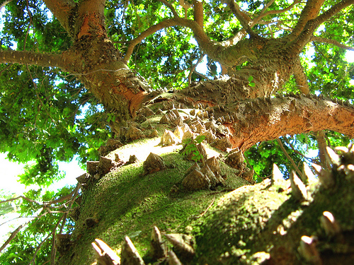 File:Caesalpinia echinata - Paubrasil.jpg