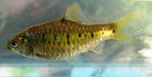 File:Puntius semifasciolatus.png