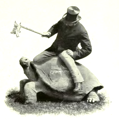 File:RothschildTortoise.png