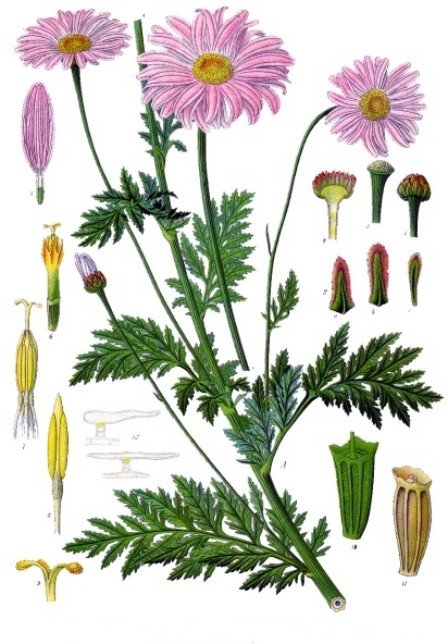 Файл:Tanacetum coccineum - Köhler–s Medizinal-Pflanzen-037.jpg