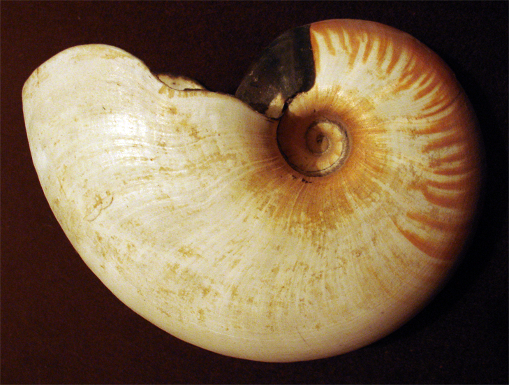 Archivo:Allonautilus scrobiculatus.png