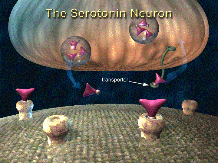 Файл:The Serotonin Neuron with Transporter.gif