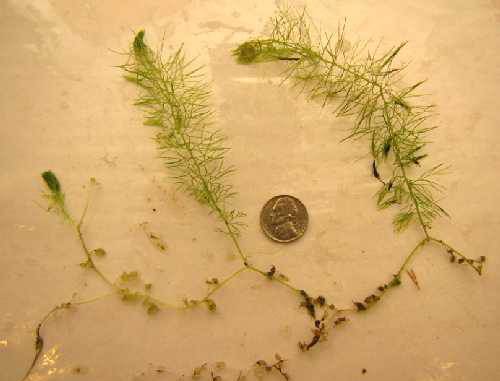 Файл:Utricularia intermedia plant (01).jpg