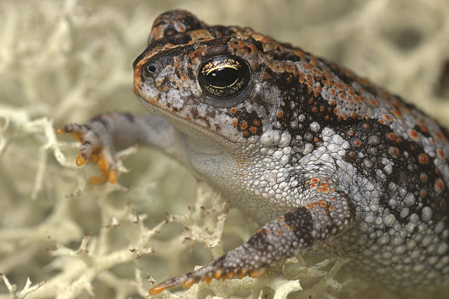 File:Bufo quercicus.jpg