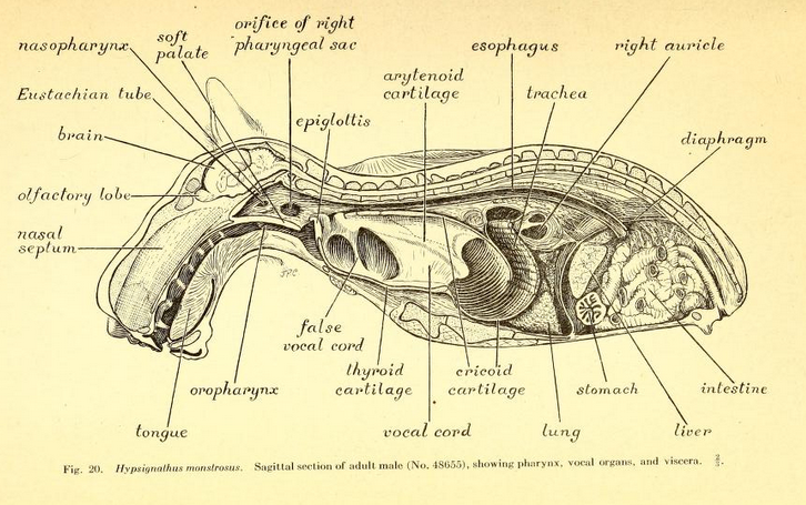 File:Hypsignathus monstrosus side cross section.png