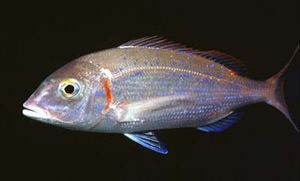 Файл:Pagellus erythrinus RO.jpg