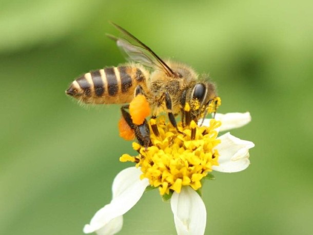 File:Apis cerana worker 2009-Nov-53.jpg