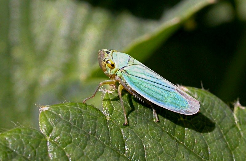 Файл:Cicadella viridis web.jpg