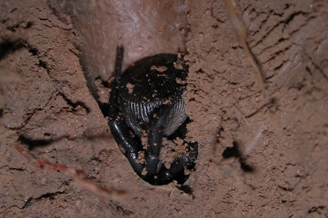 File:Cyclocosmia sp. in burrow (Marshal Hedin).jpg