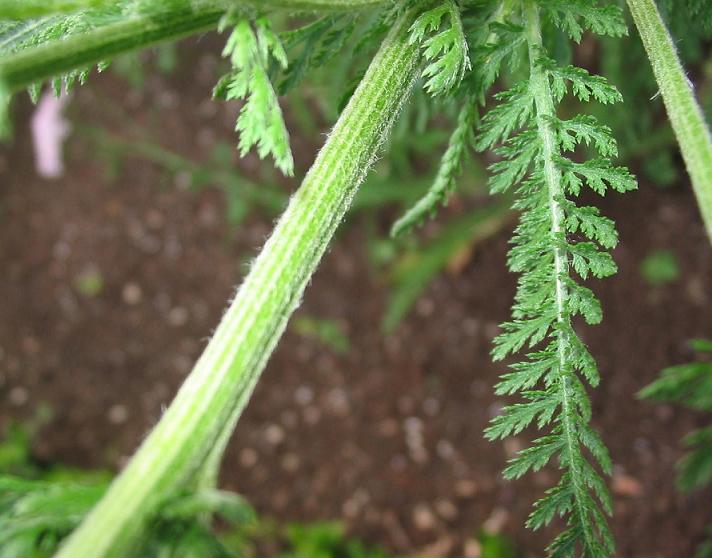 Файл:Achillea millefolium hoja y tallo.jpg