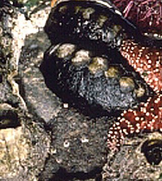 File:Black Chiton.jpg