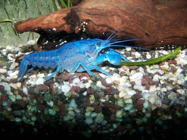 File:Blauer Floridakrebs B007.jpg