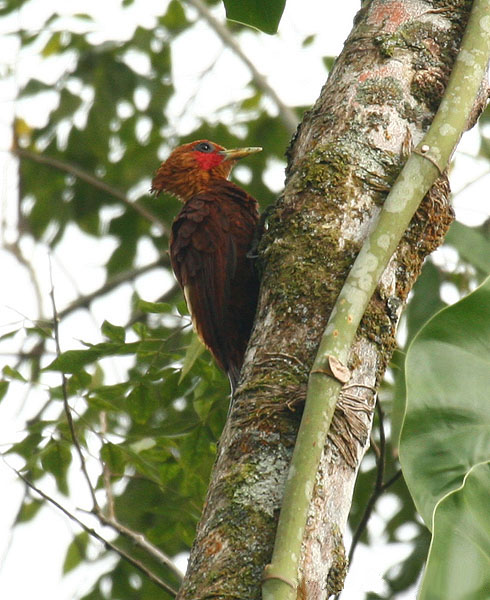 File:Celeus castaneus -Costa Rica -male-8.jpg