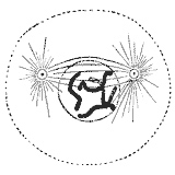 Prometaphase: The nuclear envelope disintegrates, and microtubules have invaded the nuclear space. These microtubules can attach to kinetochores or they can interact with opposing microtubules.