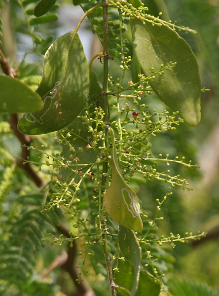 Archivo:Salvadora persica (Peelu) W IMG 6937.jpg