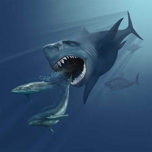 Archivo:VMNH megalodon.jpg