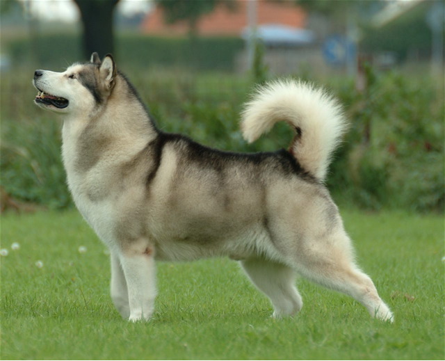 Archivo:Alaskan Malamute.jpg