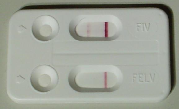 File:FIV Schnelltest.jpg