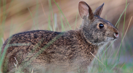 File:Lower Keys marsh rabbit.jpg