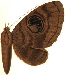 File:Nyctipao nyctaculis.JPG