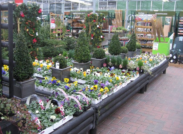 File:Trays of pansies - geograph.org.uk - 1087436.jpg