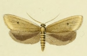 File:Avaria hyerana.jpg