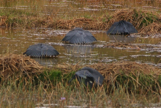 File:Balck Heron canopy crop.jpg