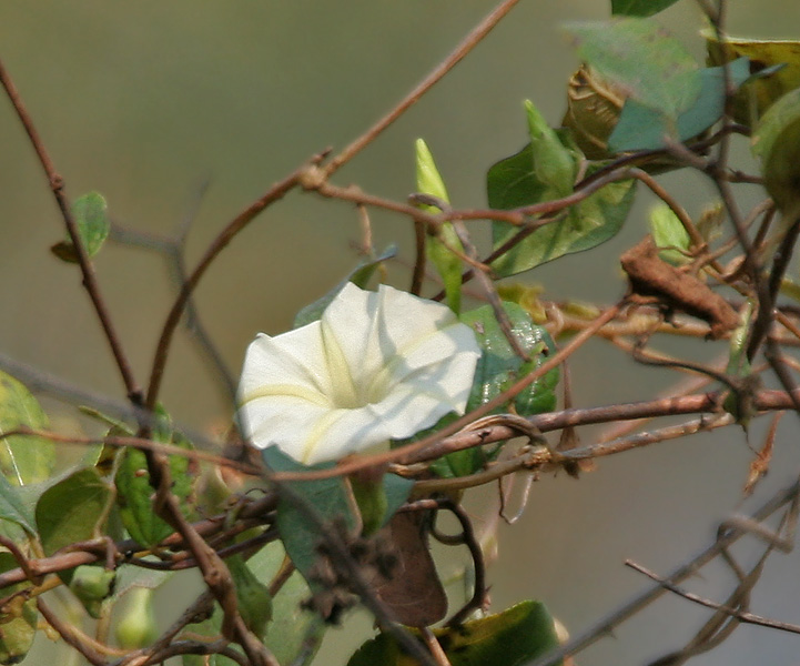 File:Ipomoea obscura in Hyderabad W IMG 5595.jpg