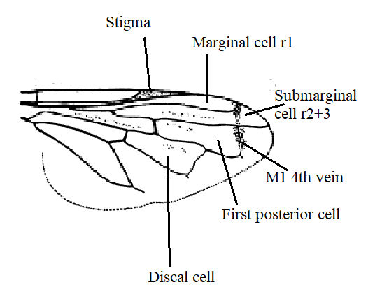 File:Orthonevra wing diagram.png