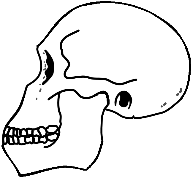 File:Rudolfensis Skull.png