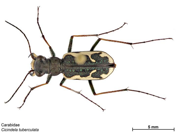 File:Cicindela tuberculata.jpg