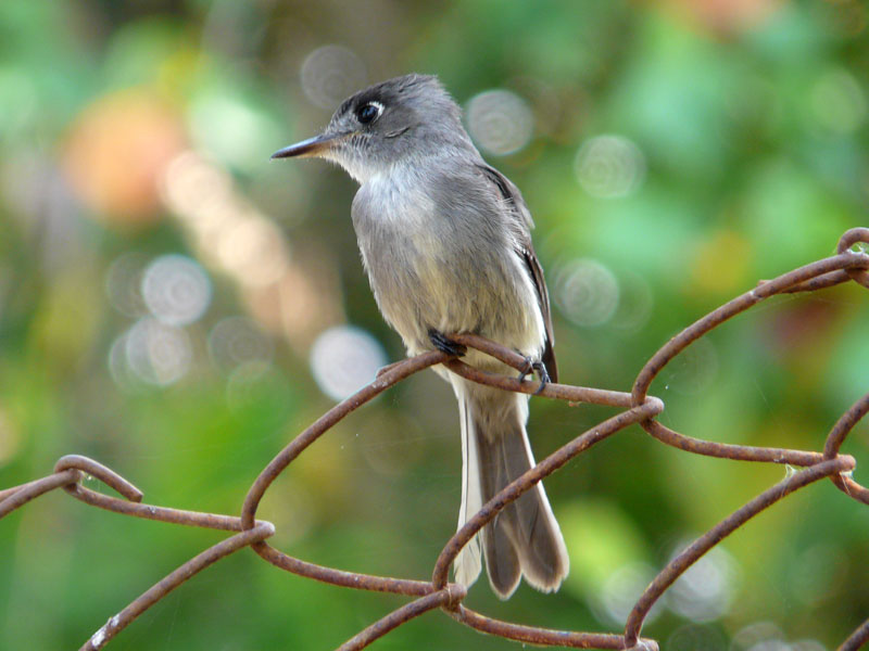 Archivo:Cuban Peewee (5662276508).jpg