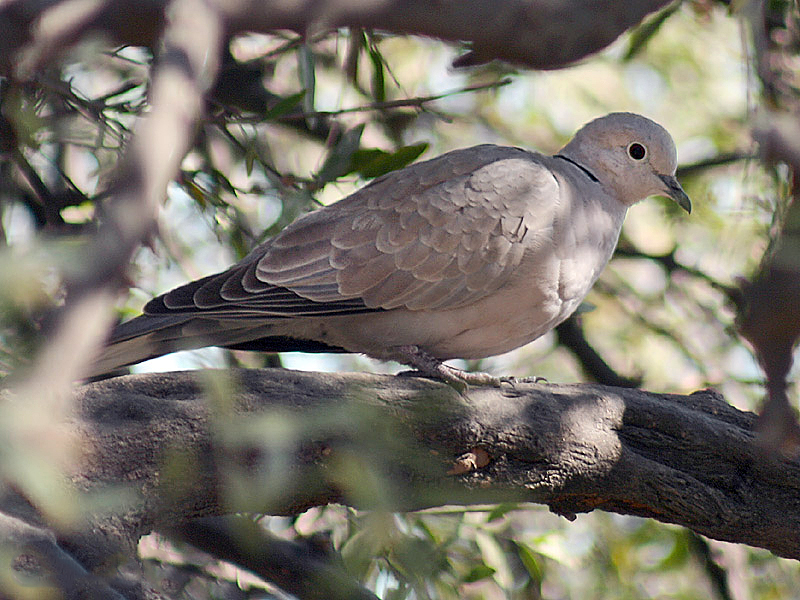 File:Eurasian Collared Dove I IMG 8977.jpg