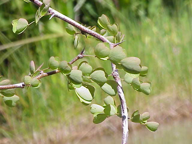 Файл:Haematoxylon campechianum0.jpg