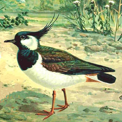 File:Lapwing352.jpg