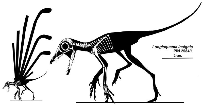 Файл:Longisquama insignis skeleton&silhouette small.jpg