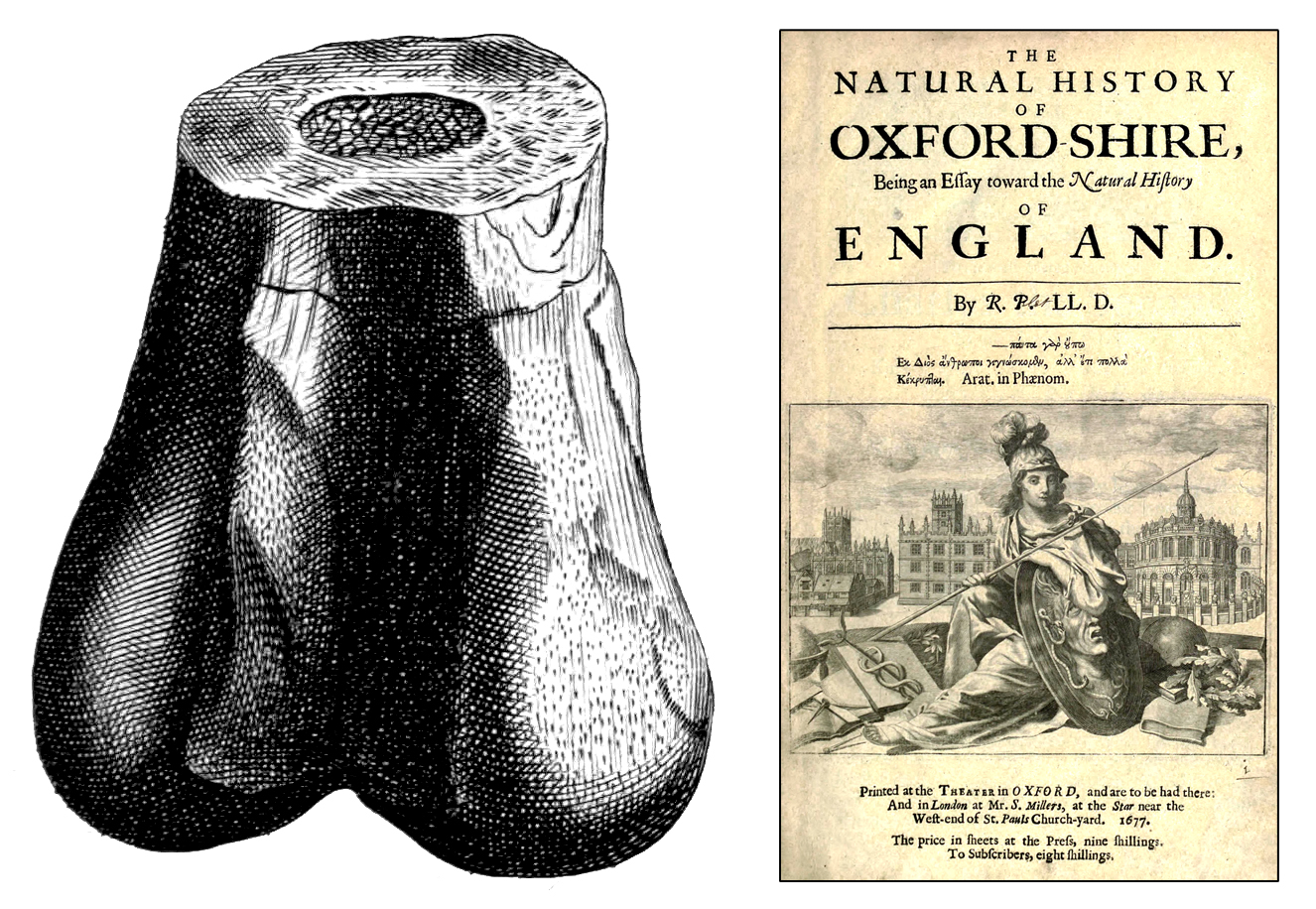 The bone Brookes used to name Megalosaurus, with Robert Plot's work in which it had been described in 1676.